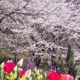 [벚꽃명소]서대문구 안산 벚꽃길, 올 해 벚꽃놀이는 여기입니다(24년4월2일 개화상황)