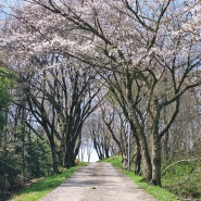 논산 견훤왕릉 벚꽃 도시락 싸서 봄나들이 가기 좋아요 (3월31일)