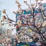 [1년 전 오늘] [일상]우리동네 벚꽃만발 풍경모음 - 부천장미공원