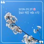 <돗토리현 벚꽃 여행> 2024년 벚꽃 개화 시기 및 명소, 축제 일정
