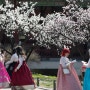 [오늘의영어뉴스112]Cherry blossom season begins in Seoul with a warm Tuesday, then rain