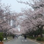 부산 벚꽃 명소 : 부경대학교 캠퍼스