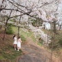 대전 테미공원 벚꽃현황 (4월2일방문)