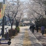 청주 탑동 카페, 카페 45St 그리고 동네 벚꽃길