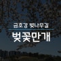 금호강벚나무길, 아양교기찻길 벚꽃터널 만개하다! (24.04.01)