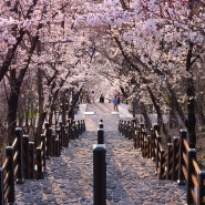 대구 침산공원 벚꽃 계단 침산정 벚꽃명소 주차장