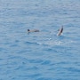 야생 돌고래 보기 성공담 - 괌 돌핀 크루즈 투어