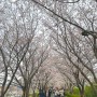 대저생태공원 강서낙동강30리 벚꽃축제: 먹거리장터 푸드트럭 유채꽃 대나무숲 튤립까지