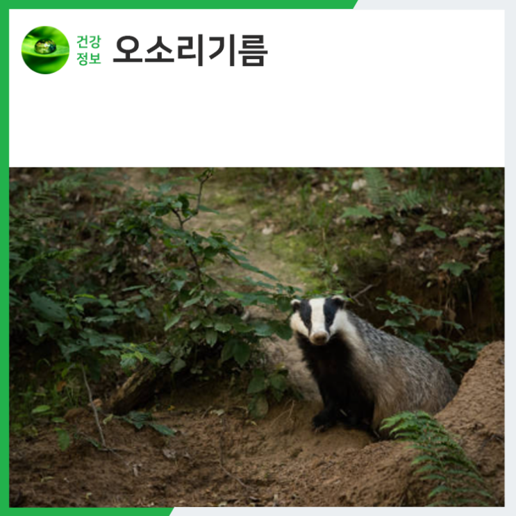 오소리기름 효능 핵심만 쏙쏙 : 네이버 블로그