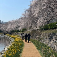 짧은 기록 일기 🗒️ 울산 궁거랑 벚꽃 보러갔어요 (4월 1일 기준)