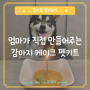 강아지 케이크 만들기, 못생겨도 내 손으로 반려견 생일상 차려요!