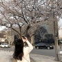 대구 수성못 벚꽃 명소 실시간 + 이월드, 앞산, 팔공산