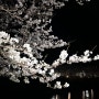 벚꽃 명소 화순 동구리호수공원 밤 벚꽃