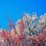 Scene55 - #4 (Cherry Blossoms Beat)