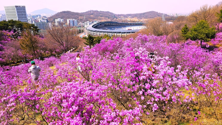 부천 원미산 진달래 동산에 큰불 / 상춘객 발동동