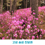 경남 4월 꽃구경 고성솔섬 후기