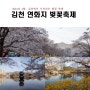 2024년 김천연화지 벚꽃축제 개화상황 주차정보
