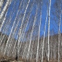 오랜만의 여행 - 영양군 죽파리 자작나무숲