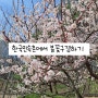 [용인]한국민속촌 50주년할인꿀팁,먹거리 기념품 추천 및 봄꽃구경하기