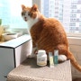 바이오펫츠 신장영양제 고양이 방광염 빠이