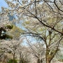 석촌호수 벚꽃 실시간 개화 상황 4월 2일자