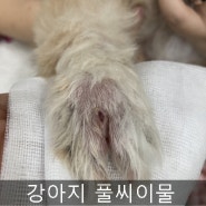 강아지 풀씨 이물