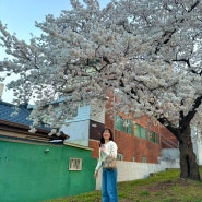 대구 벚꽃 명소 이월드 블라썸피크닉 축제 83타워 개화 후기