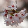 일본 벚꽃의 기원은 한국의 "왕벚꽃"이라는 사실을 알려드립니다^^