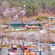 대전 보문산 벚꽃 개화현황 그리고 일상
