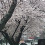 벚꽃만개~서귀포 태평공원 벚꽃만개~우중 산책 벚꽃구경~비온 후 벚꽃은?