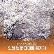 IFEZ 추천, 인천 벚꽃 명소, 인천 벚꽃 축제, 인천 벚꽃 추천