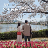 김해 연지공원 튤립 벚꽃 꽃놀이 명소 개화상황 및 주차정보