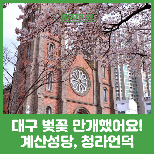 대구 벚꽃 만개했어요! 이국적인 풍경의 계산성당 청라언덕