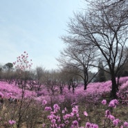 흔들리는 꽃들속에서 진달래꽃 향이 느껴진거여