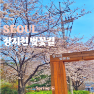 서울 숨은 벚꽃 명소 가든파이브 근처 송파둘레길 장지천 벚꽃길