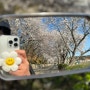 인천 숨은 벚꽃 명소 " 신시모도 " 전동 스쿠터 타고 섬 투어(2) 휠프랜즈 신도점