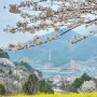 2024년 4월 2일 남해 아이나라놀이터 노량공원 왕지마을 벚꽃 현황
