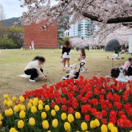 김해 아이와 가볼만한곳 연지공원 벚꽃과 튤립 피어나 봄의 향기 가득해요