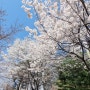 장지천 벚꽃 개화 서울 둘레길 3코스 (고덕, 일자산3-3,2)(2024,4,1)
