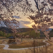 대전 대청호 벚꽃길 벚꽃한터 실시간 개화상황 [4월2일]