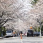 온천천 벚꽃 개화 실시간 만개 했습니다 4월 2일 신작 따끈따끈