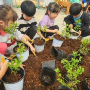 식목일 나무심기 블루베리의 꿈을 응원해주는 꼬마농부들