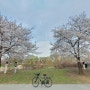여의도 벚꽃 자전거