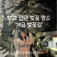동서대학교 인근 벚꽃 명소 '개금 벚꽃길'
