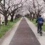 맥도 생태공원 벚꽃이 만개 - 벚꽃 터널이 개통되었습니다.^^*