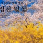 청주 무심천 벚꽃&개나리 만개
