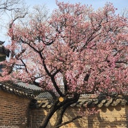 홍매화와 봄을 맘껏 느낄 수 있는, <창덕궁> (24.04.02 홍매화 개화 상태)