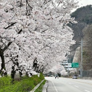 합천테마파크 벚꽃 개화 (2024.04.02) 벚꽃놀이 가볼만한 곳