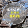 [일상/온천천] 4월1일 온천천 벚꽃 근황