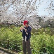 제주 벚꽃 유채꽃, 한라수목원과 서귀포 엉덩물 계곡(24.03.30)